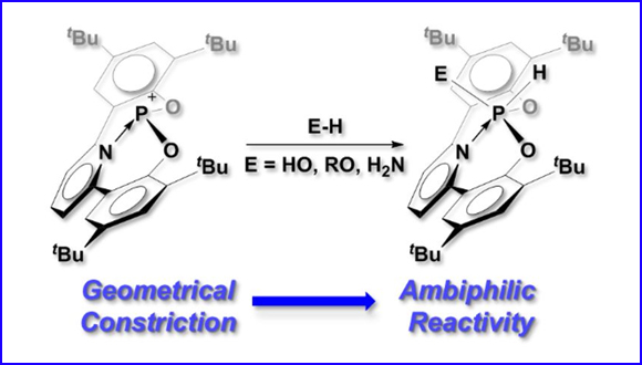 Ambiphilic geometrically constrained phosphenium cation