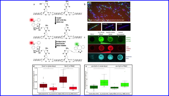 Chemo-Enzymatic Fluorescence Labeling Of Genomic DNA For Simultaneous Detection Of Global 5-Methylcytosine And 5-Hydroxymethylcytosine