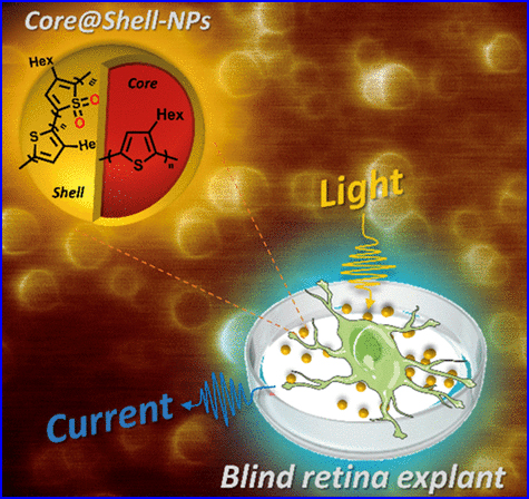 Core–Shell Architecture in Poly (3-hexylthiophene) Nanoparticles: "Tuning of the Photophysical Properties for Enhanced Neuronal Photostimulation"