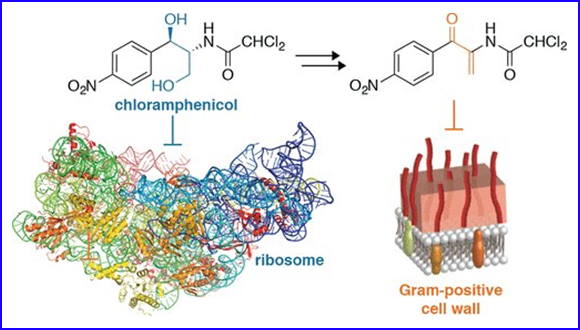 Derivatives of Ribosome-Inhibiting Antibiotic Chloramphenicol Inhibit the Biosynthesis of Bacterial Cell Wall