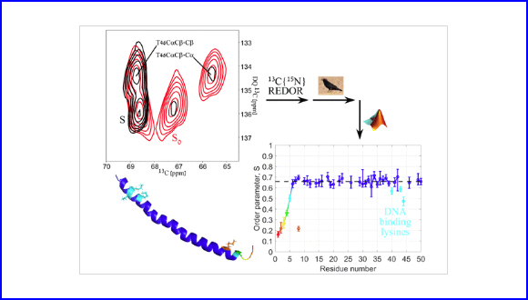 Dynamics in the Intact fd Bacteriophage Revealed by Pseudo 3D REDOR-Based Magic Angle Spinning NMR