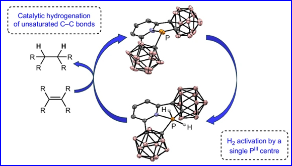 Hydrogen splitting at a single phosphorus centre and its use for hydrogenation