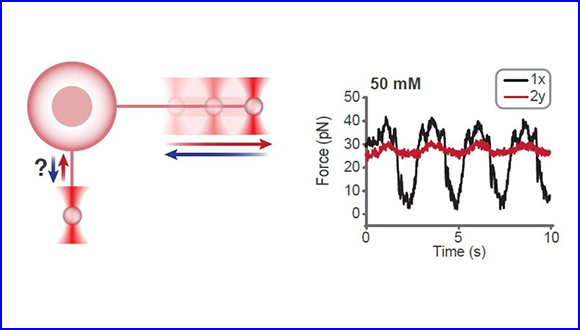 Intracellular pressure controls the propagation of tension in crumpled cell membranes