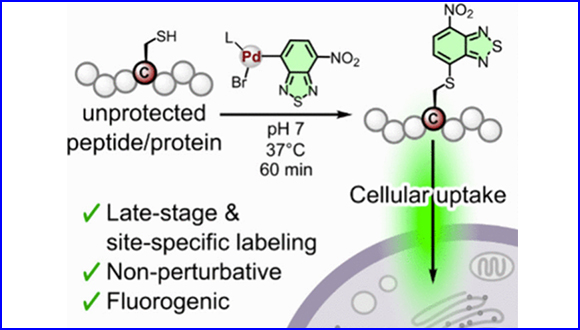 Late-Stage Minimal Labeling of Peptides and Proteins for Real-Time Imaging of Cellular Trafficking