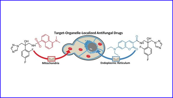 Localizing Antifungal Drugs to the Correct Organelle Can Markedly Enhance their Efficacy