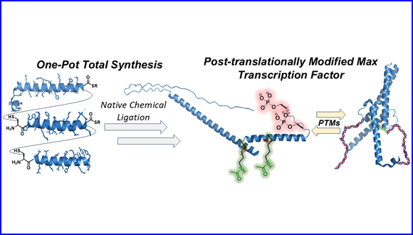 One-Pot Total Synthesis of a Post-translationally Modified Max Transcription Factor Sheds Light on Ser-Phosphorylation and Lys-Acetylation Crosstalk in DNA Binding