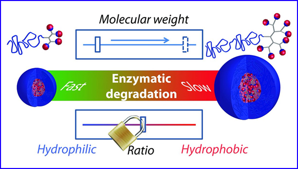Tuning the molecular weight of polymeric amphiphiles as a tool to access micelles with a wide range of enzymatic degradation rates