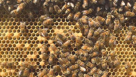 Biosoft Seminar - Emergent Spatiotemporal Patterns in Insect Swarms: A Closer Look at Honeybee Clusters